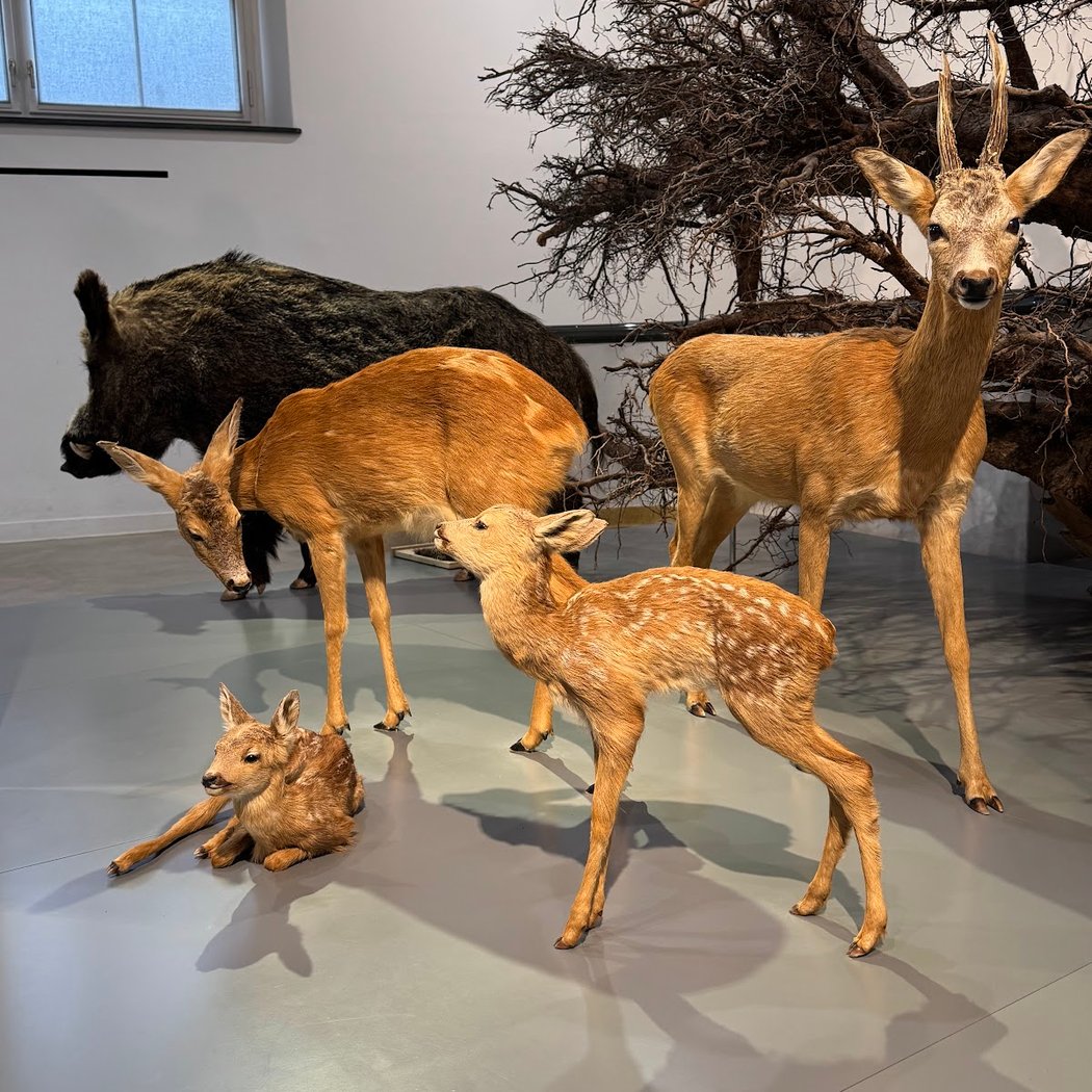 Naturmuseum Winterthur 2