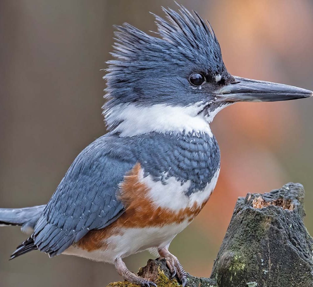 Spring Birding Loch Walk 1