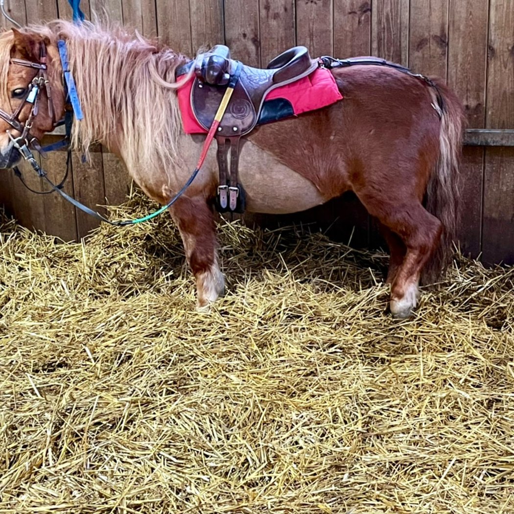 Poney’lib 1