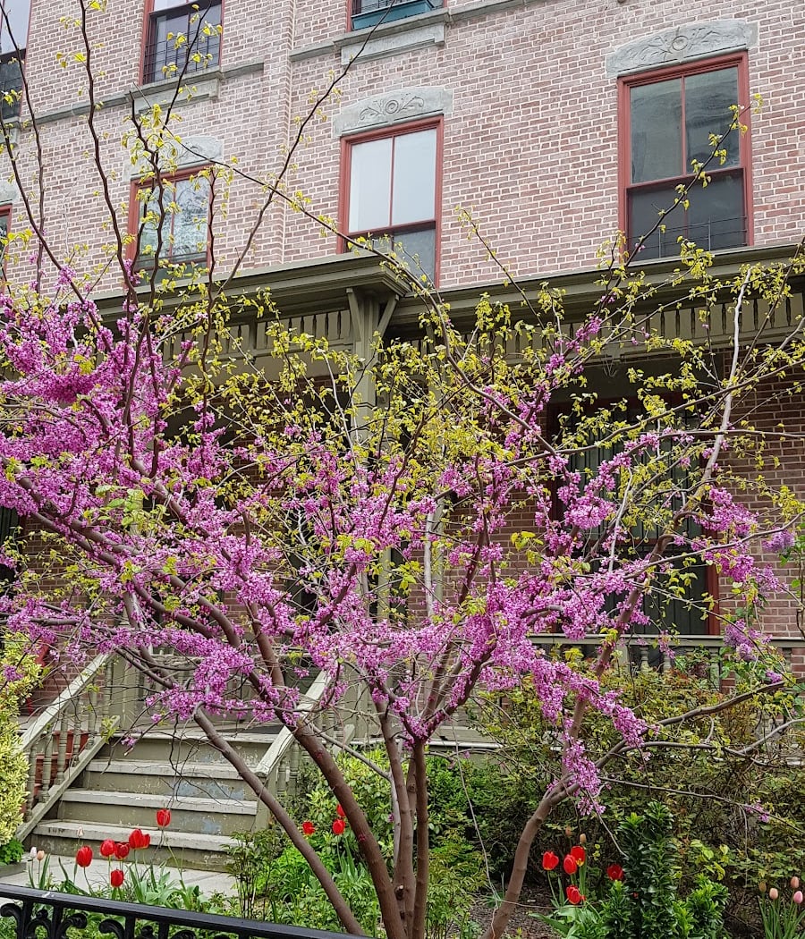 Astor Row Houses 3