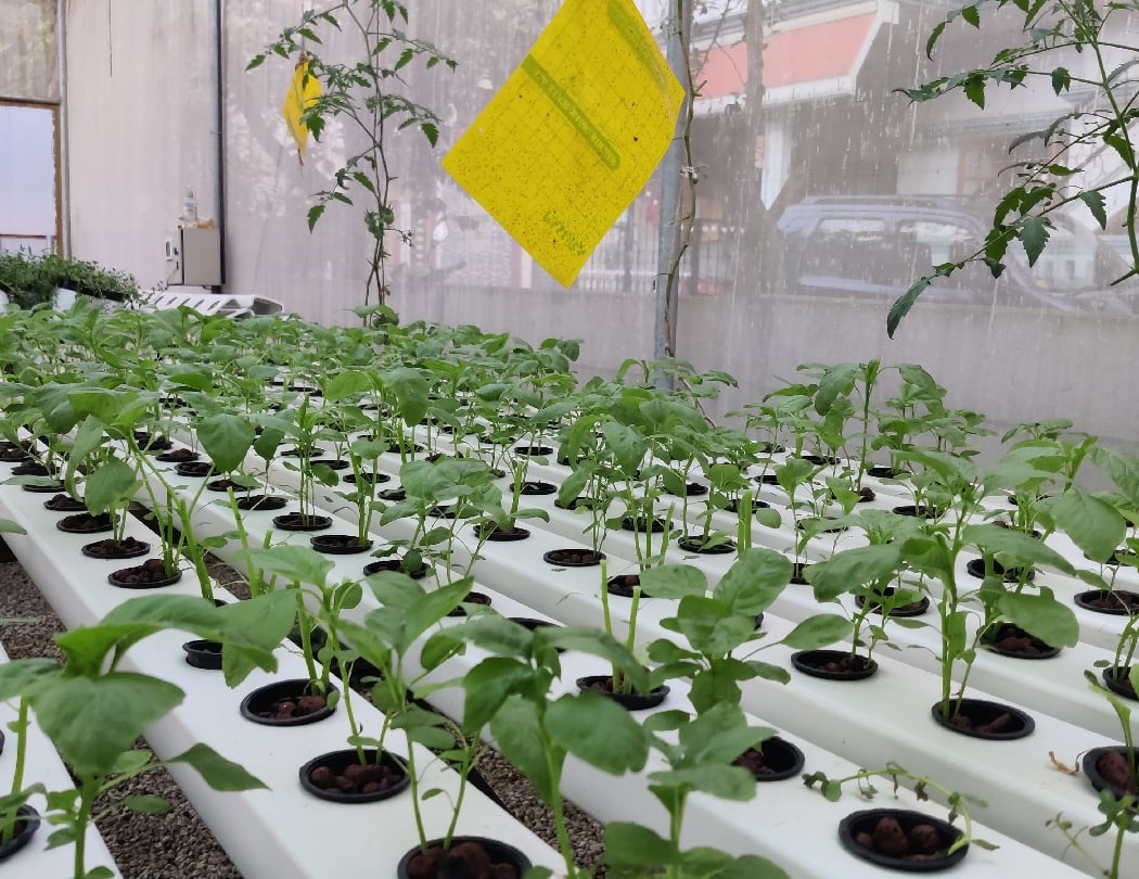 BeLesiri - Hydroponics Training and consultancy 2