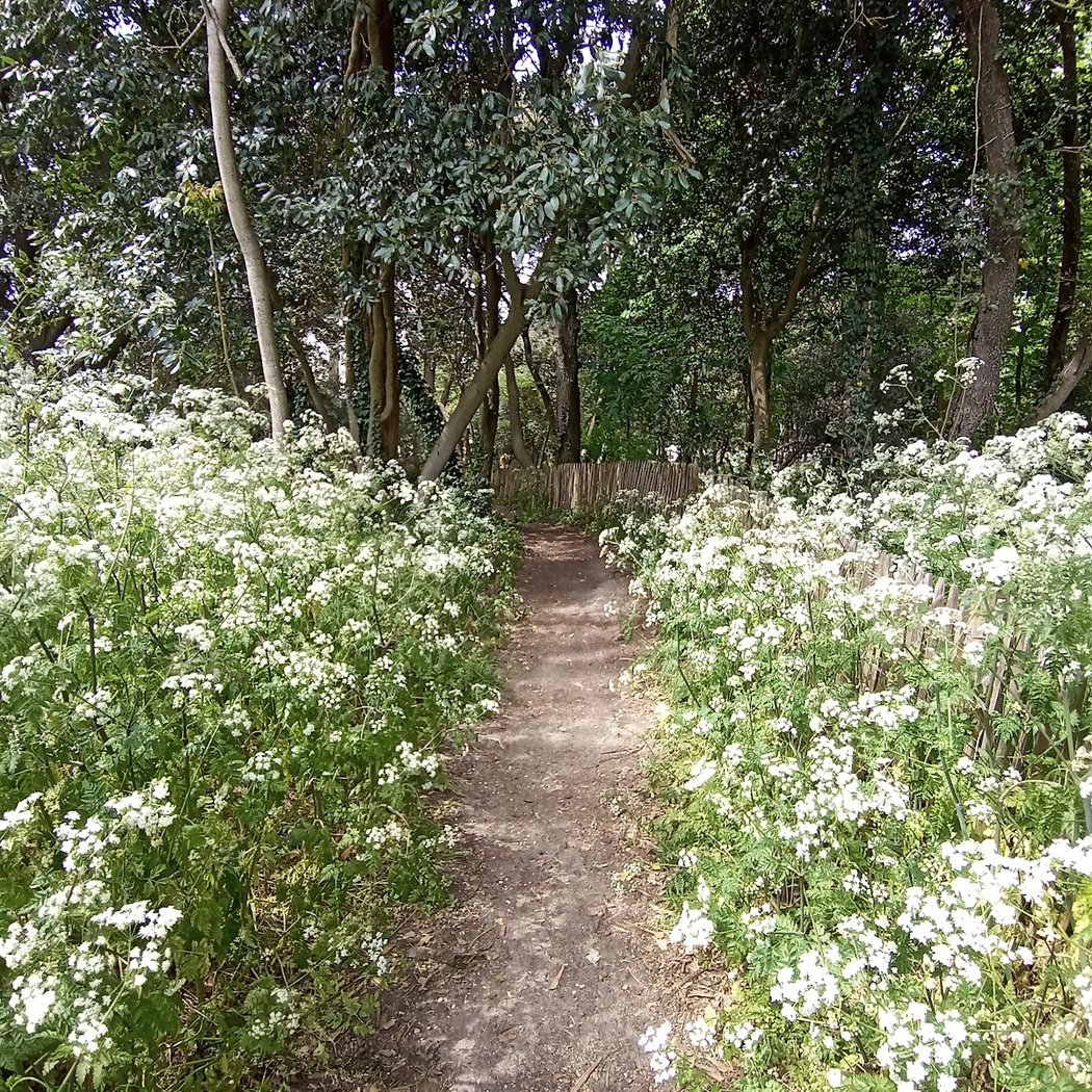 Evens Woods 1