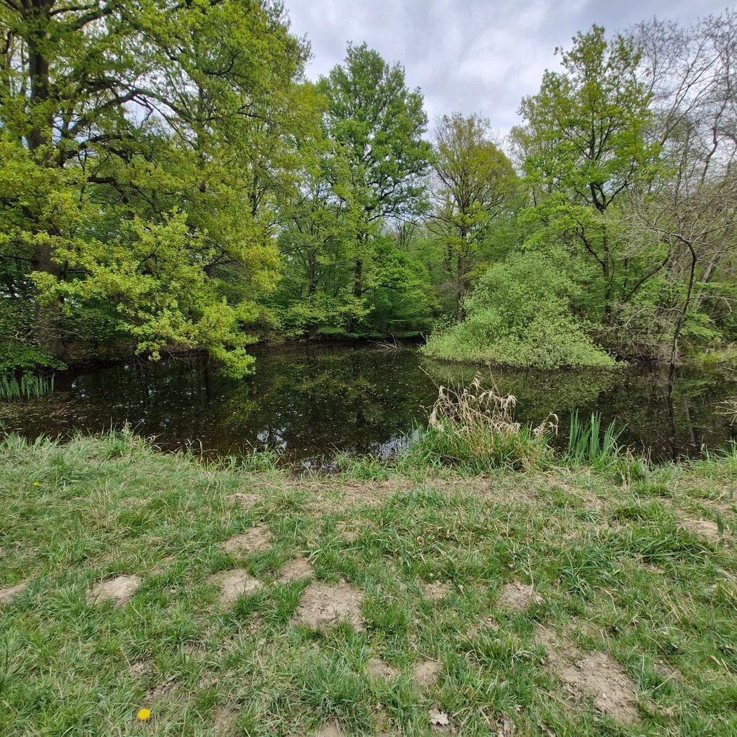 Forêt domaniale Notre Dame, Noiseau 3