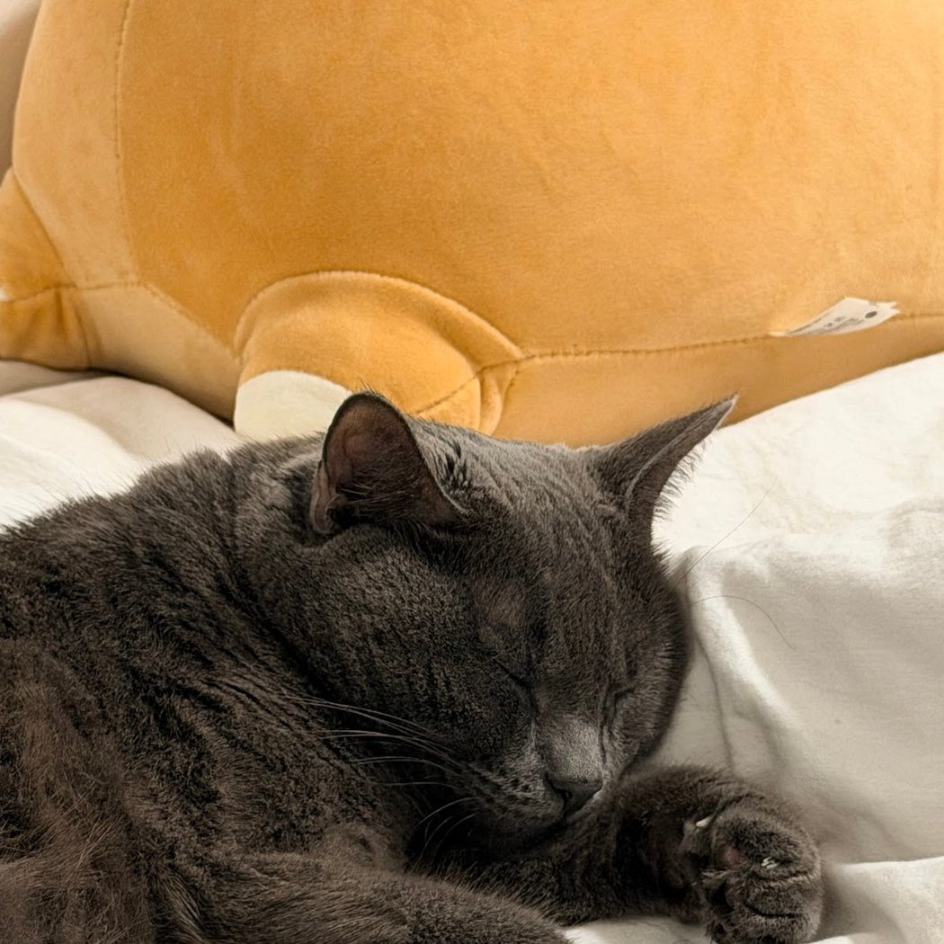 Animal Care Centers of NYC - Manhattan 3