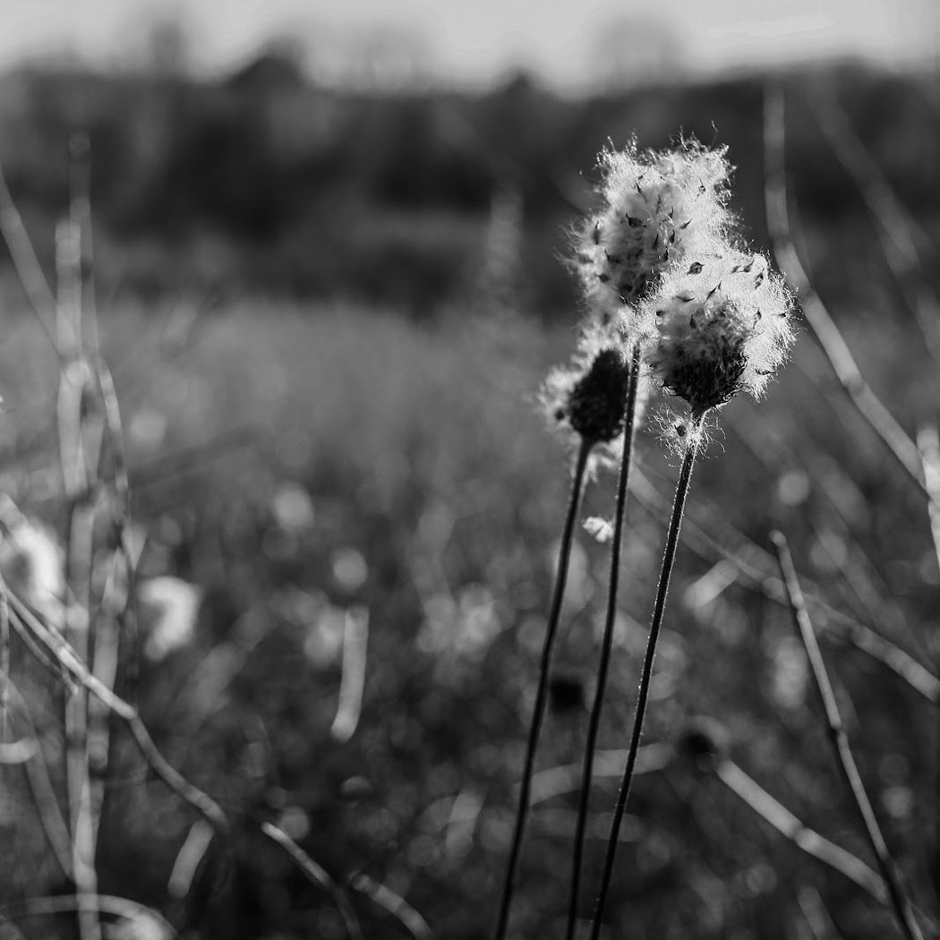 Northfield Woods Preserve 1
