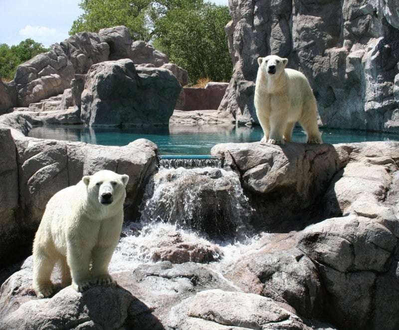 Weekend Family Visit at ABQ BioPark Zoo 1