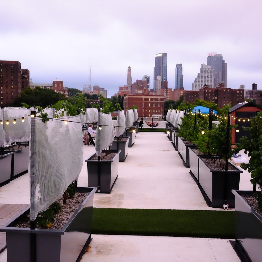Rooftop Reds Vineyard Tour 2