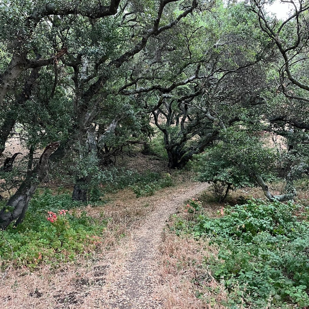 The San Leandro Trails 3