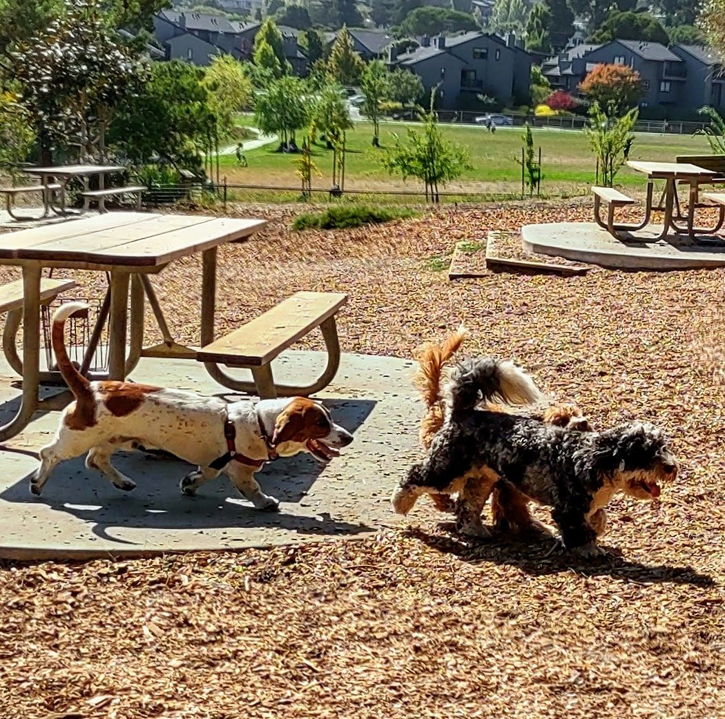 Remington Dog Park 1