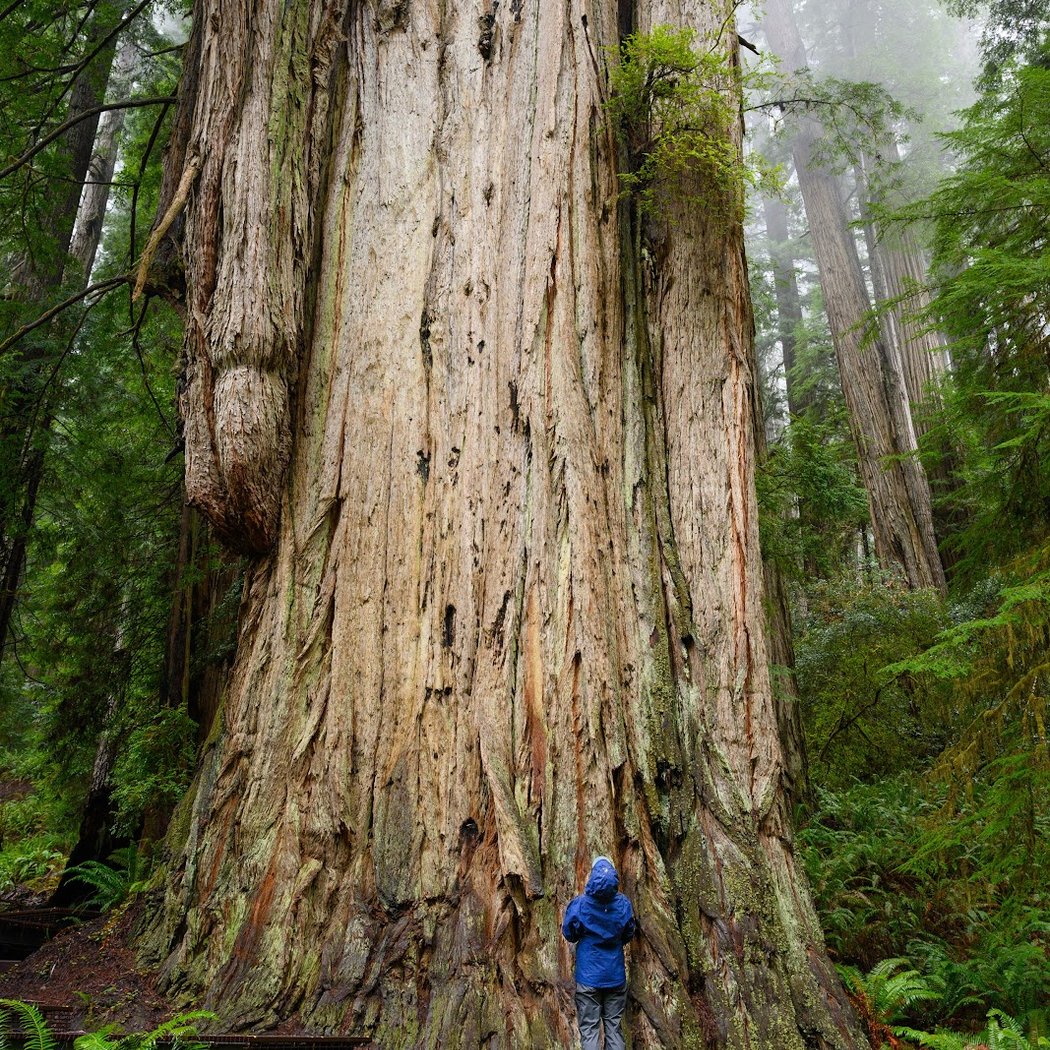 Redwood National and State Parks 1