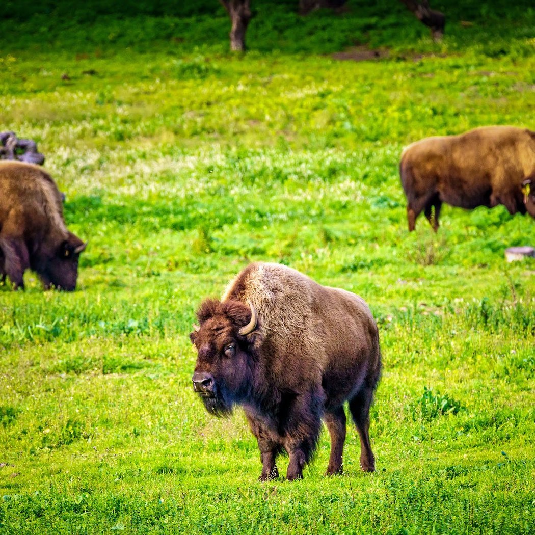 Bison Paddock 1