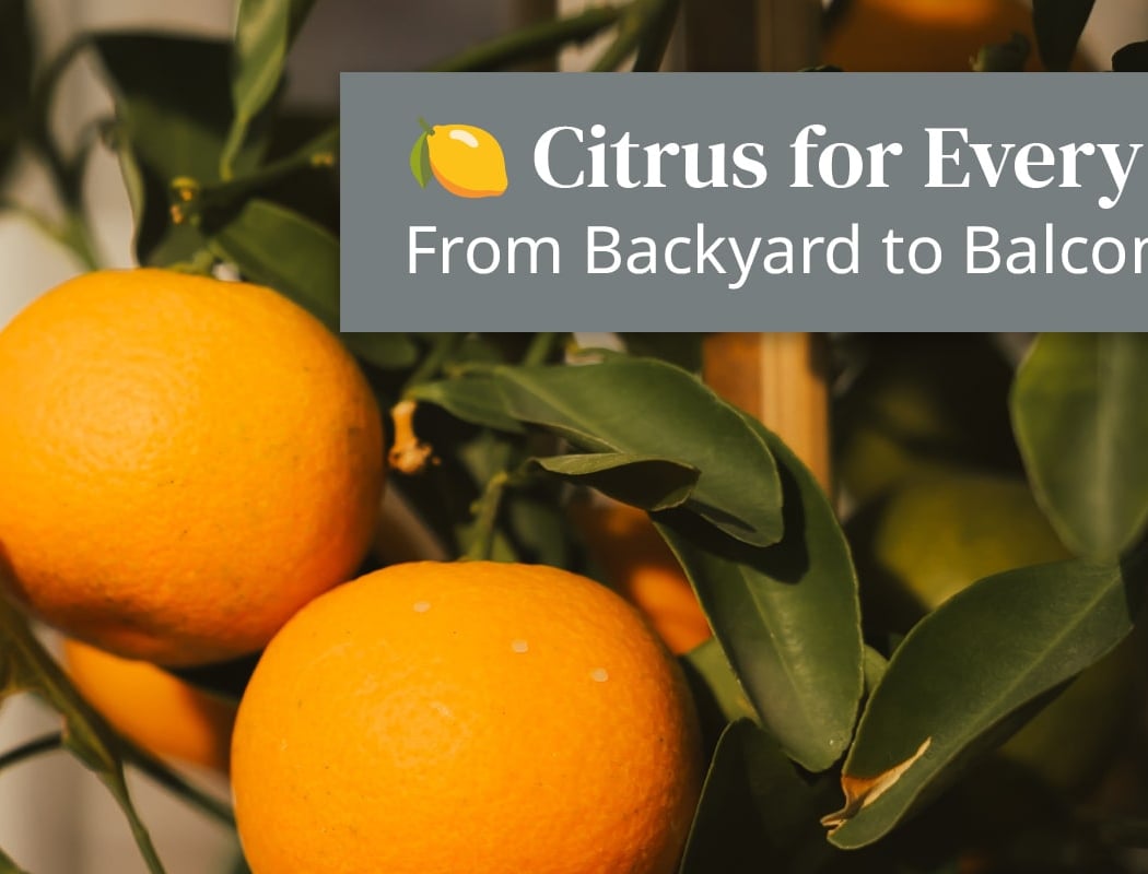 Citrus Care Class 1