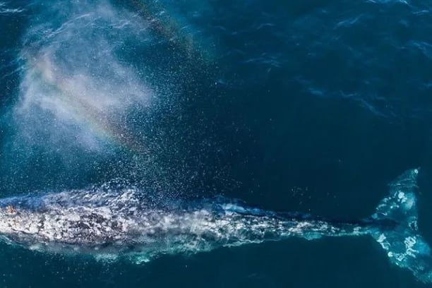 Whale & Dolphin Watching Tour 3