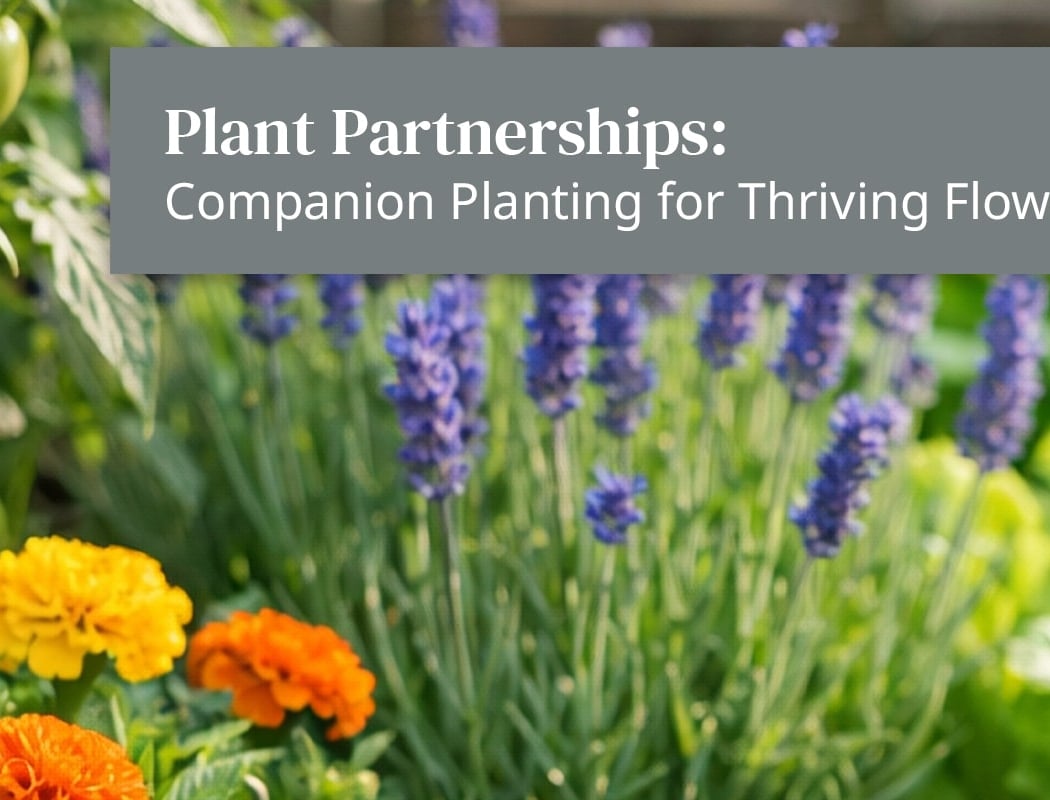 Companion Planting Strategies Class 1