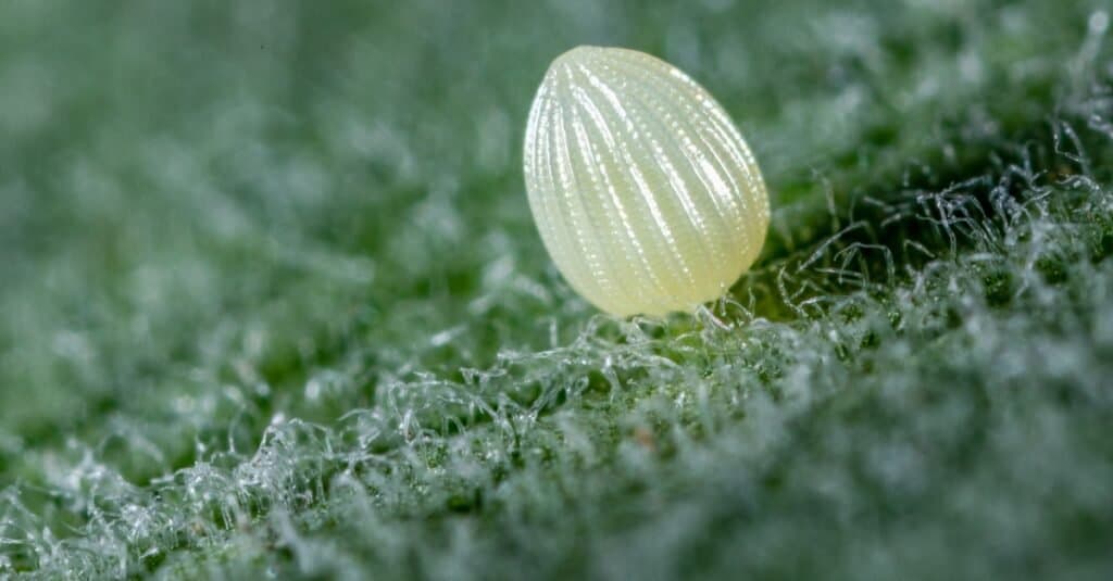 Monarch Egg-Collecting Hike 3