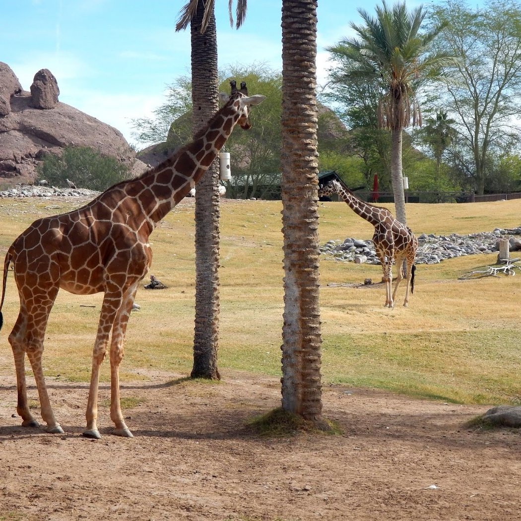 Phoenix Zoo 3