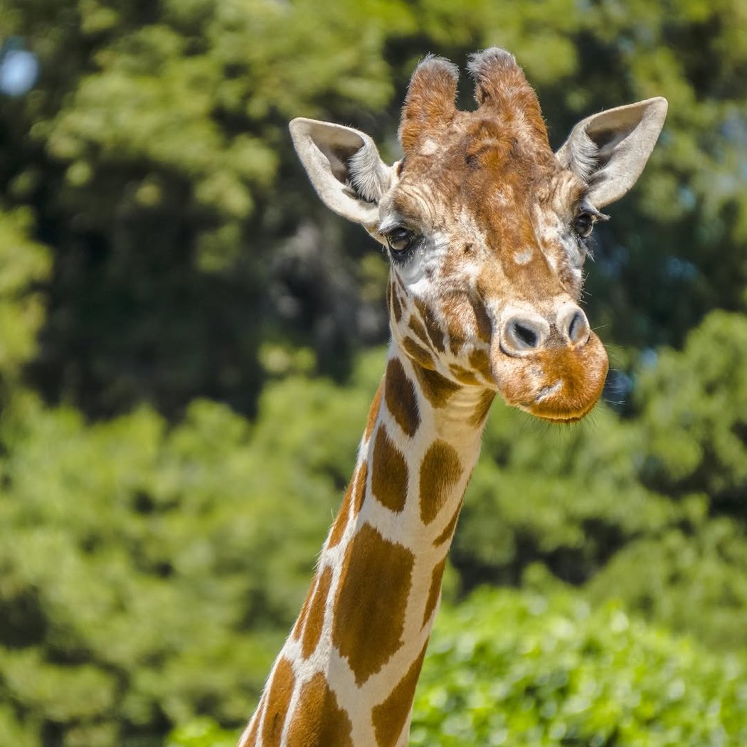 Oakland Zoo 2