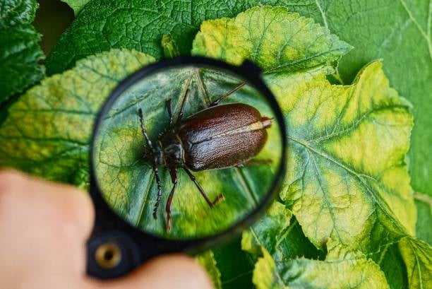 Badge Class: Entomology 2