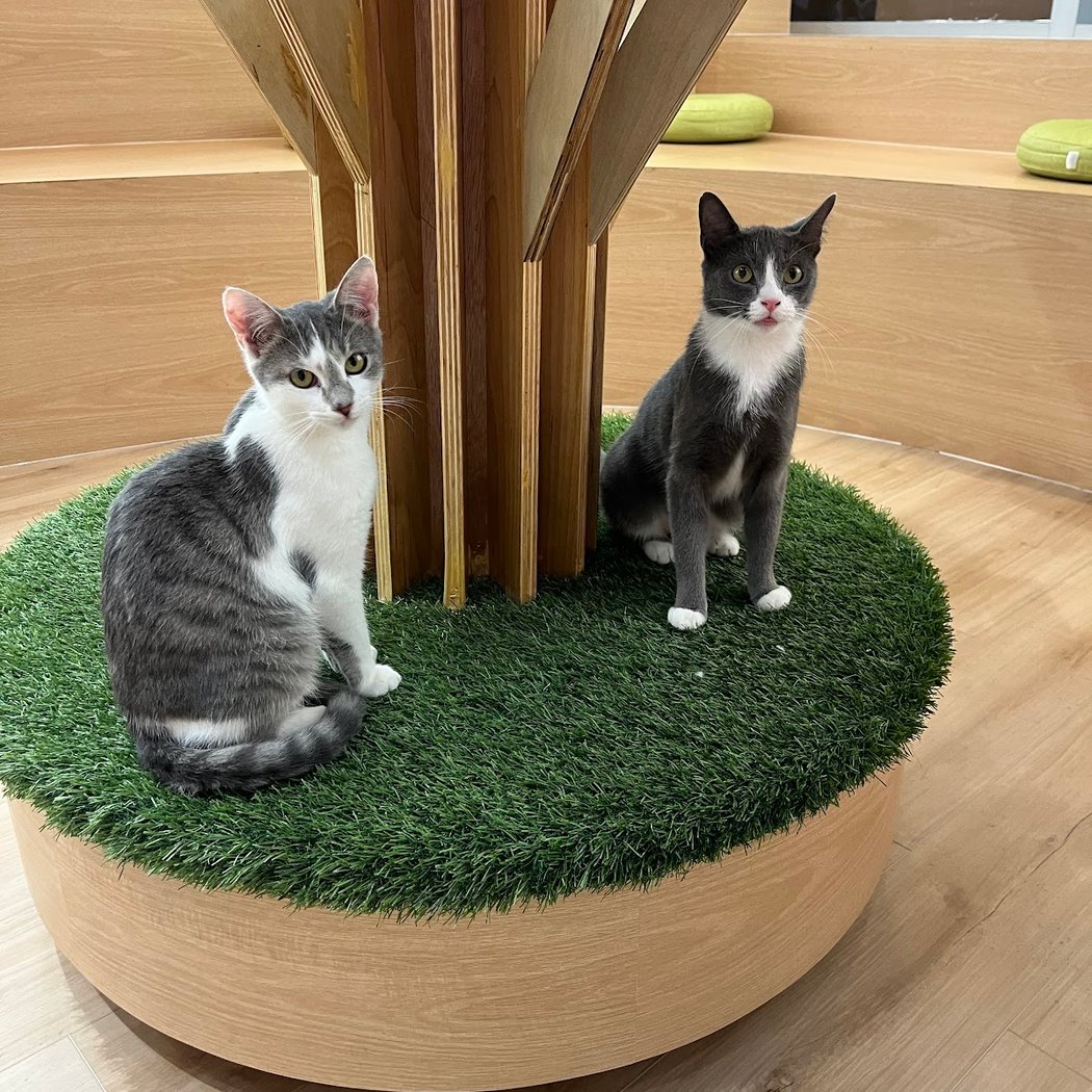 Kokoro Cat Café 3