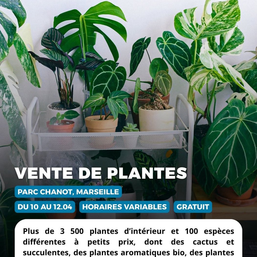 VENTE DE PLANTES 1