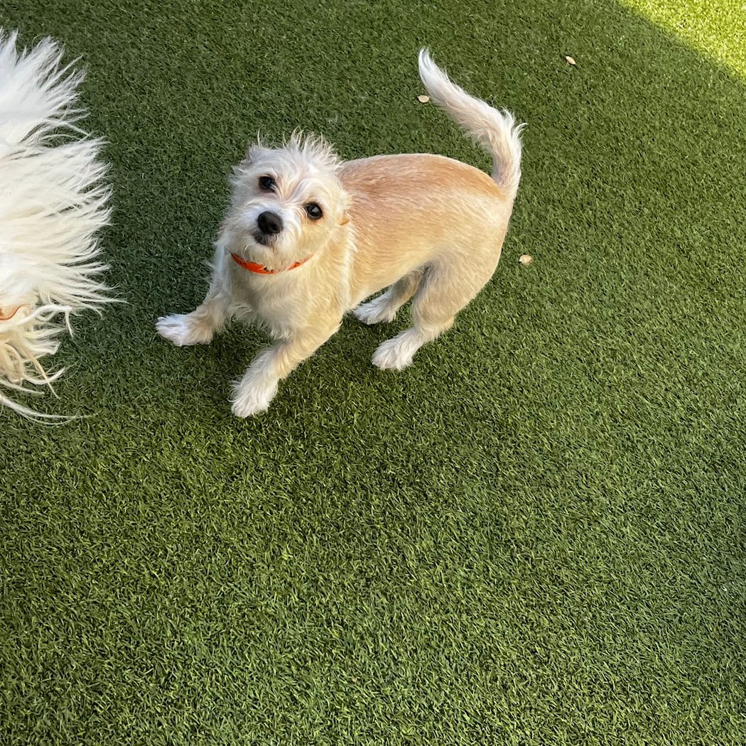 Montclair Pet Hospital 2