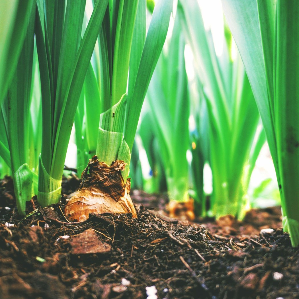 Landscape Conversion 101 3