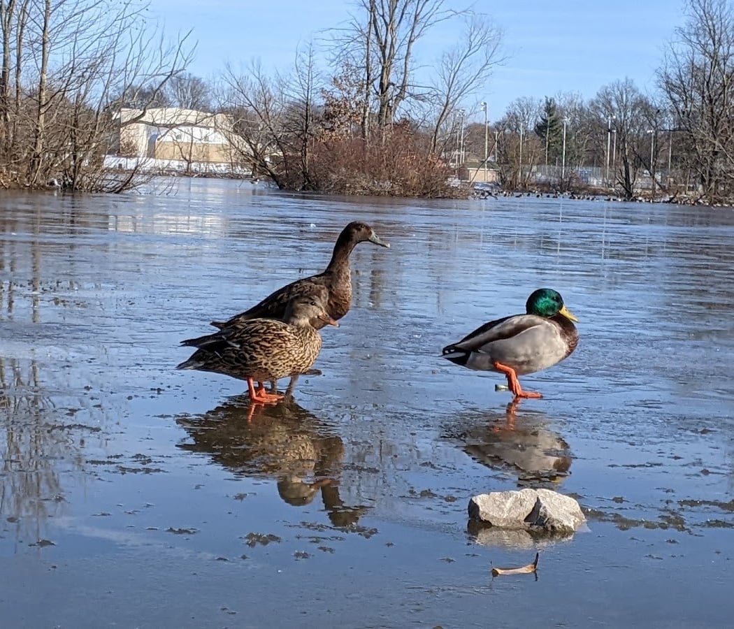 Basil Griffin Park 3