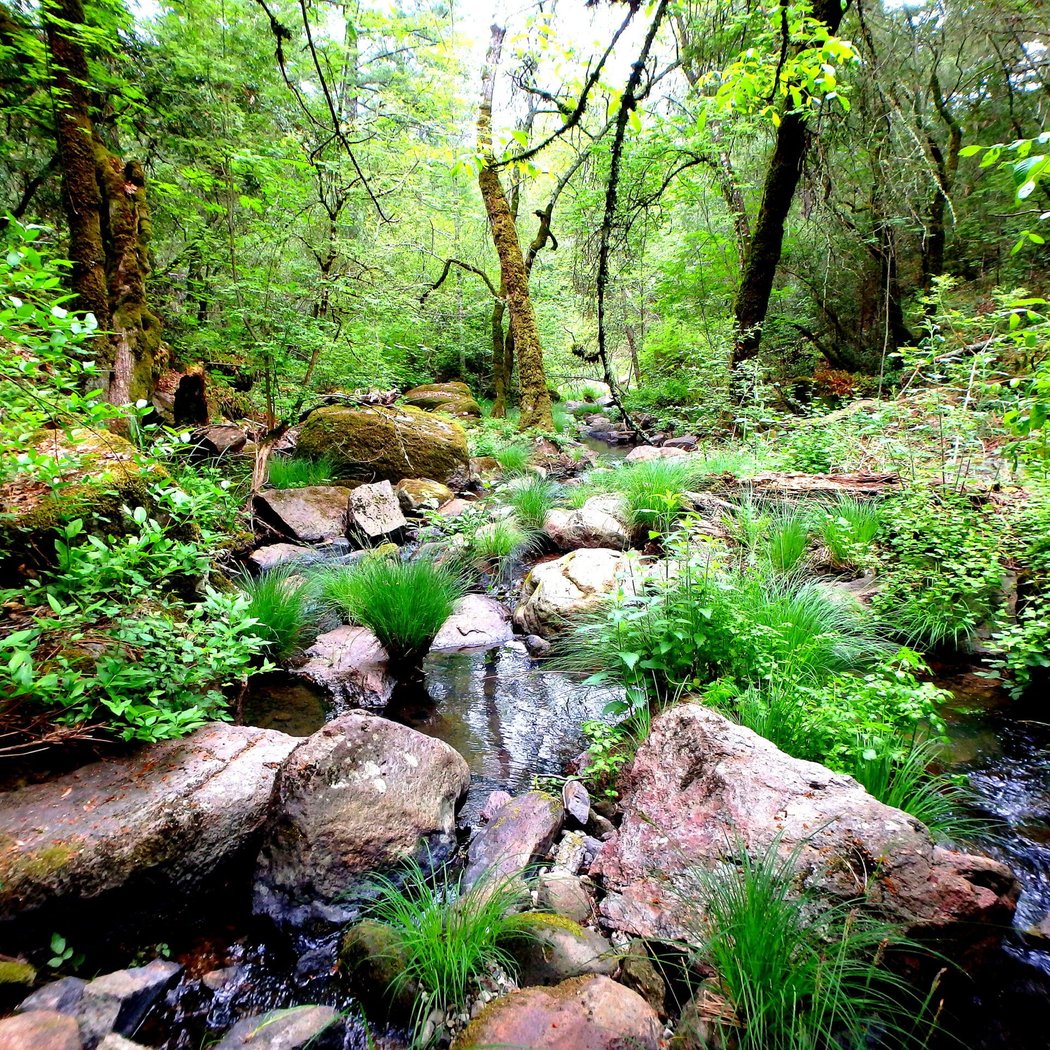 Biodiversity, Forest Stewardship & Resilience Hike 2