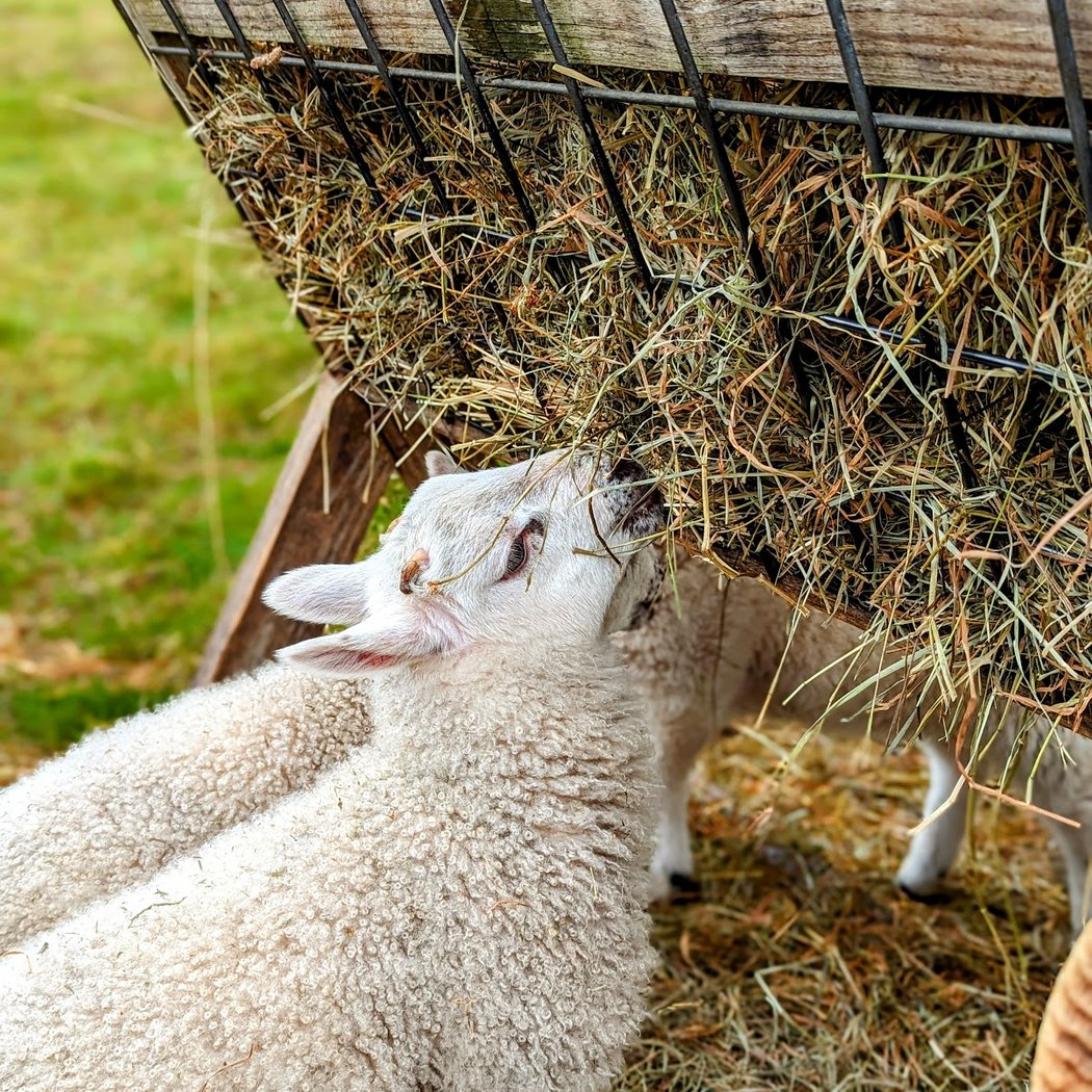 Fun on the Farm: Maple Sugaring 1