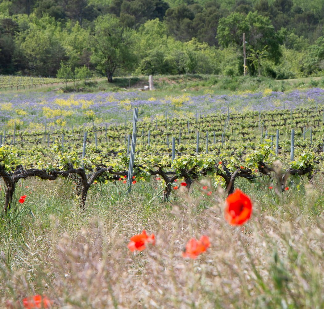 Domaine de La Mongestine 2