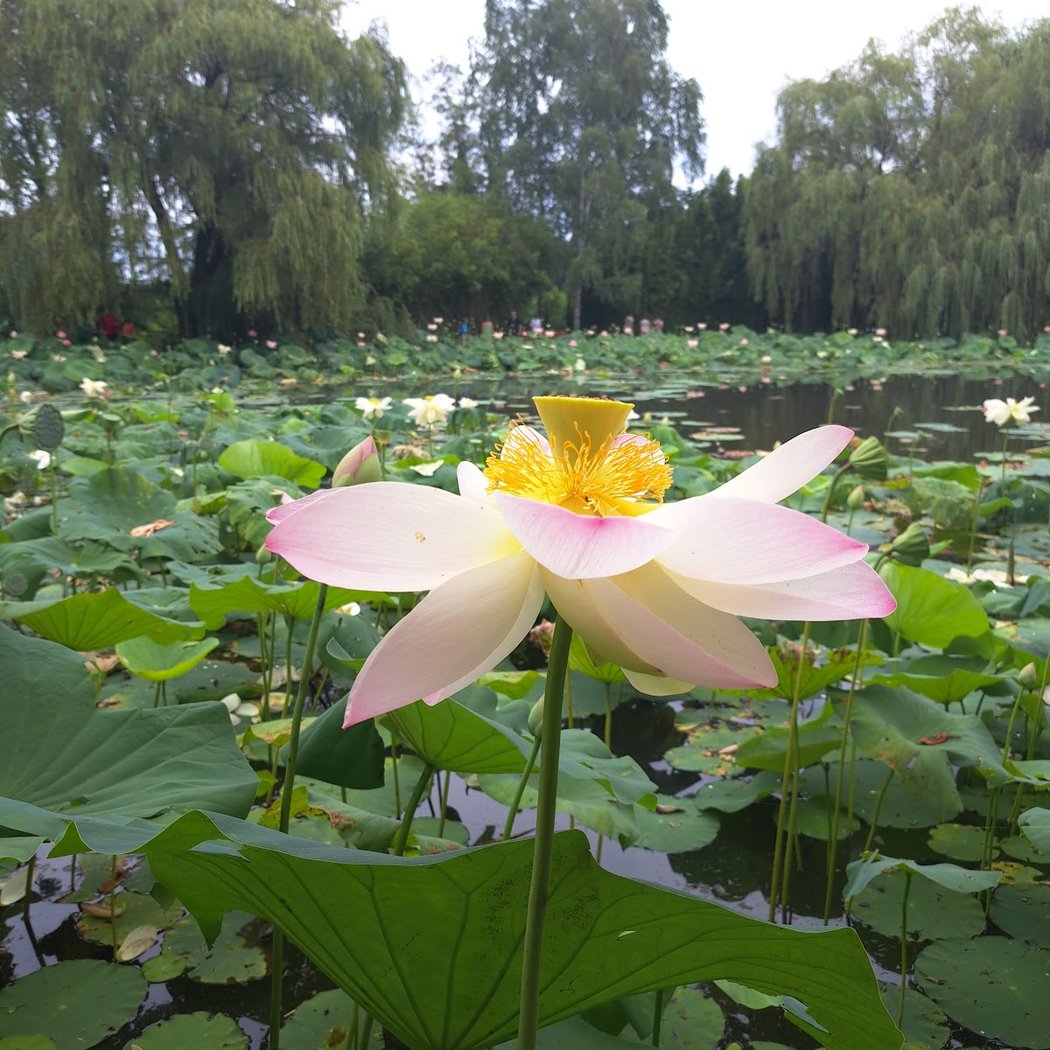 The Water Gardens 1