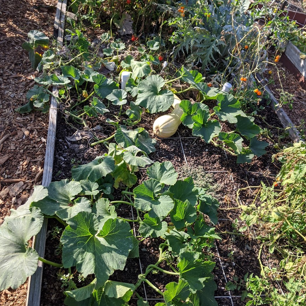 Avant community Garden 3
