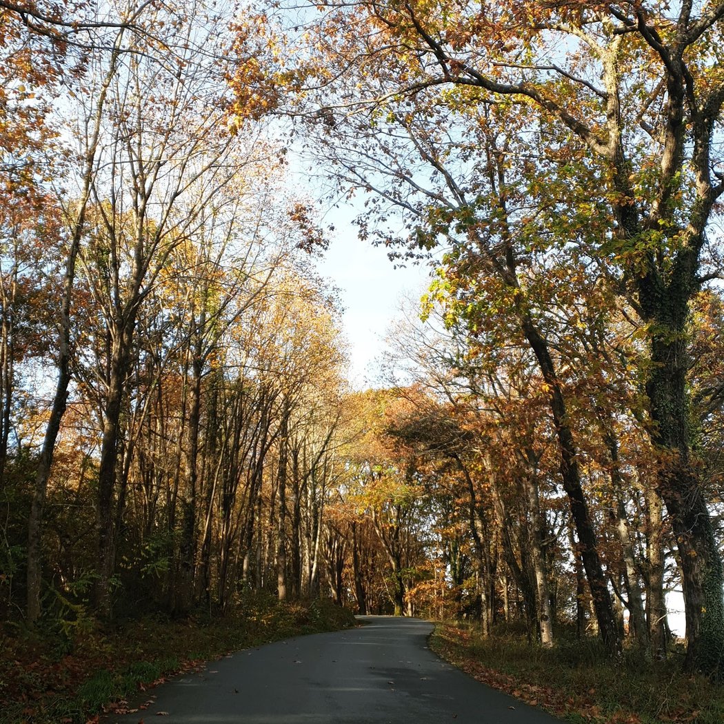Forêt d'Ustaritz 2
