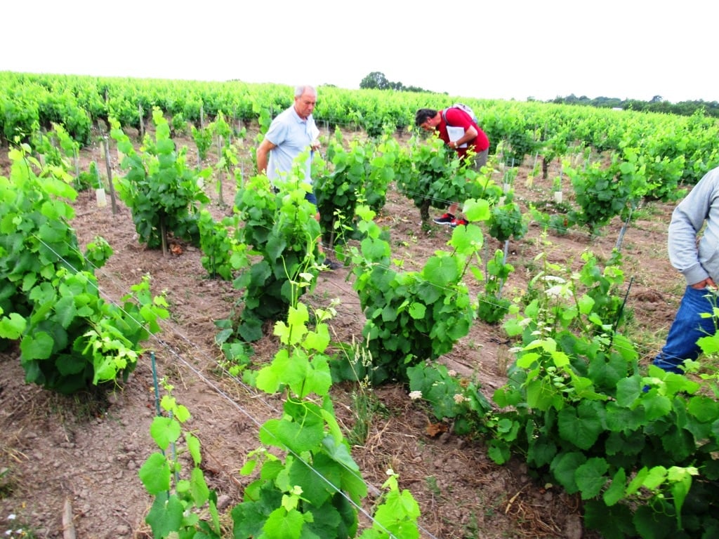 Domaine de la Pépière 3