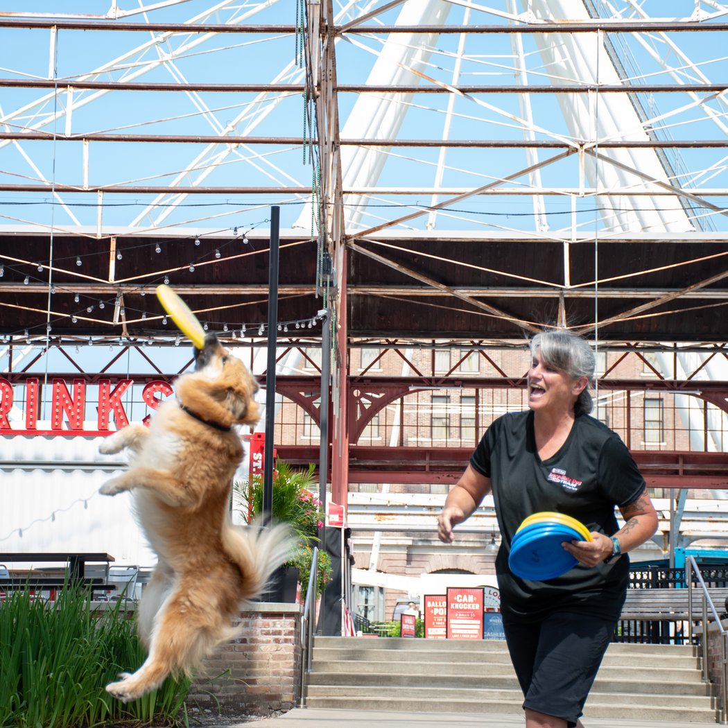 Purina Incredible Dog Team Performance