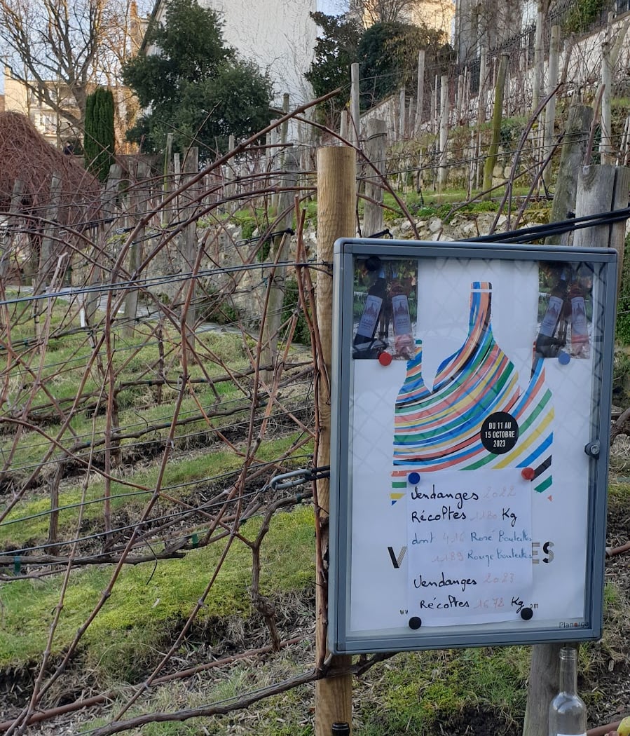 Fête des Vendanges 1