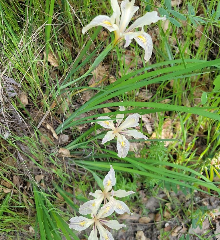 Quail Hollow Ranch County Park 2