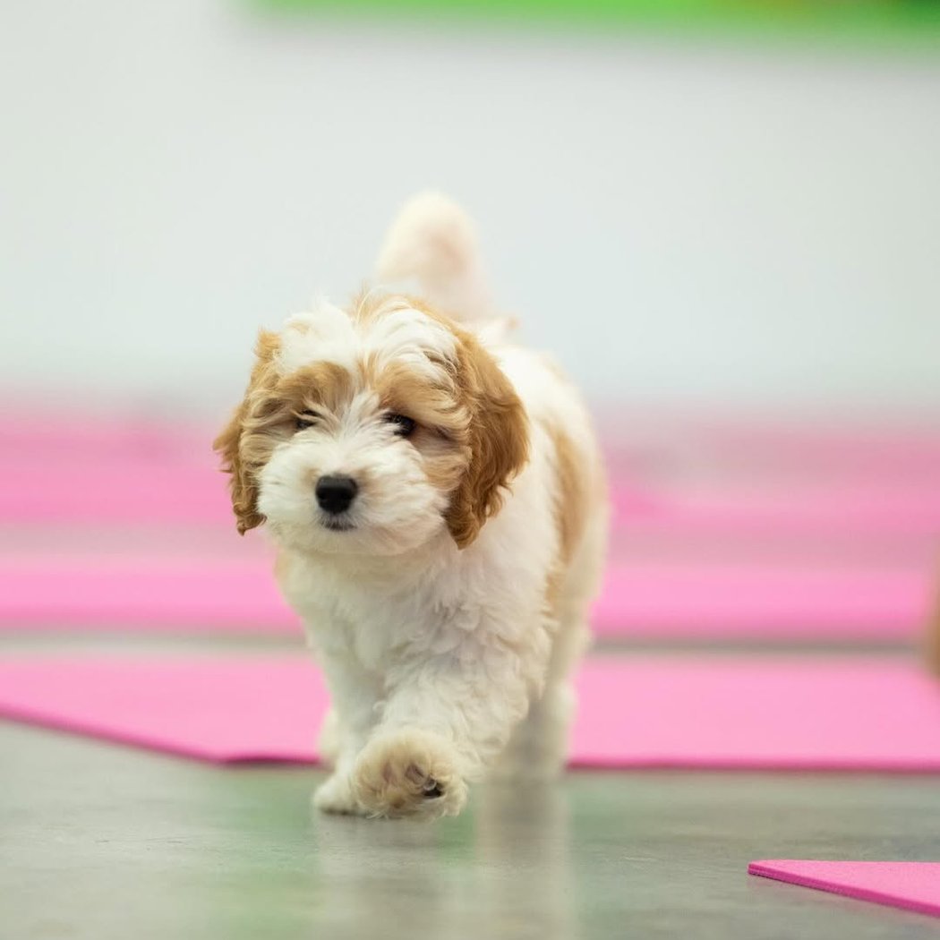 Golden Retriever x Poodle Puppy Yoga 1