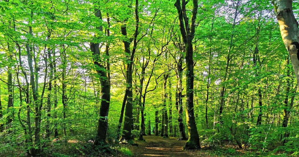 Immersion au coeur de la forêt 2