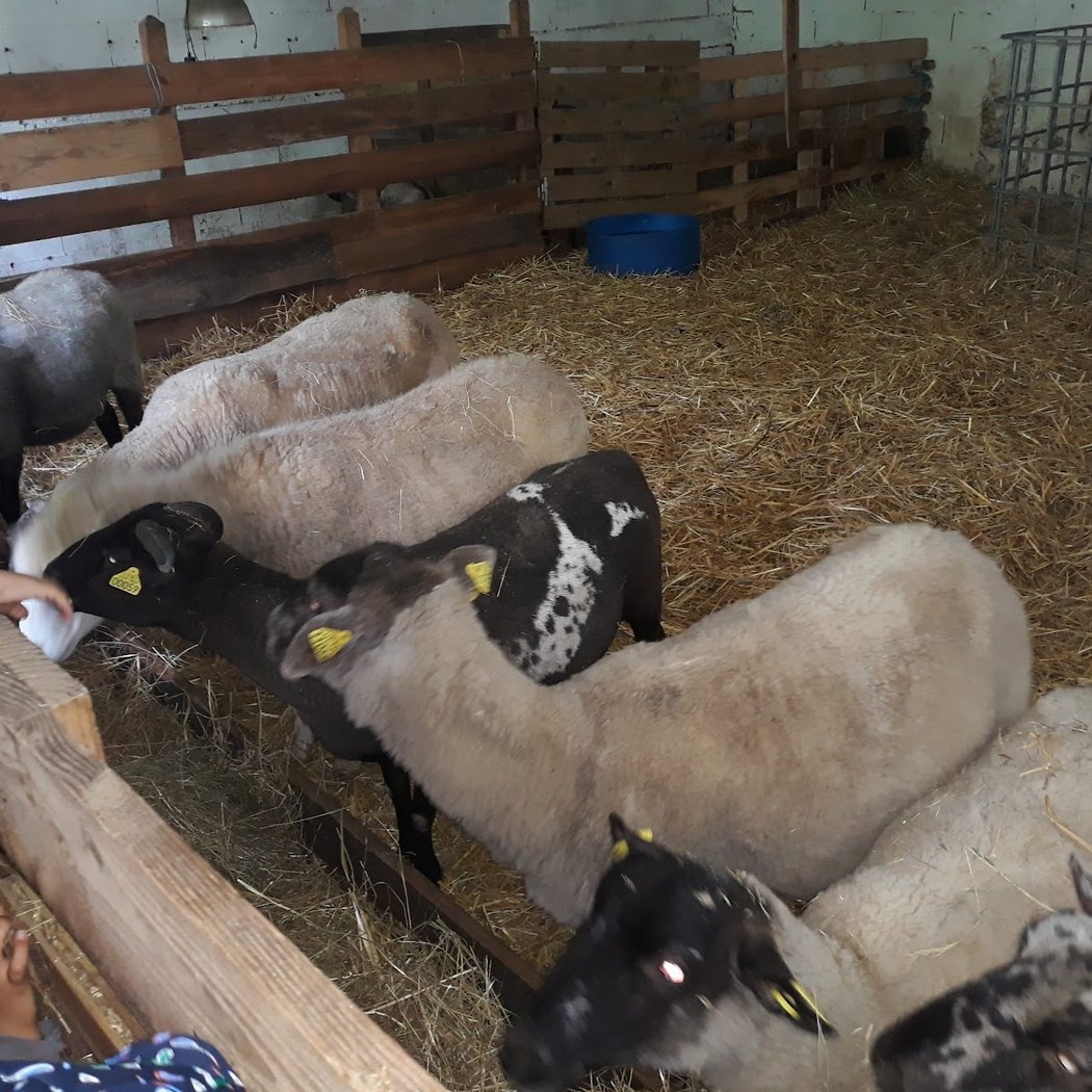 Ferme Pédagogique de la Butte Pinson 3