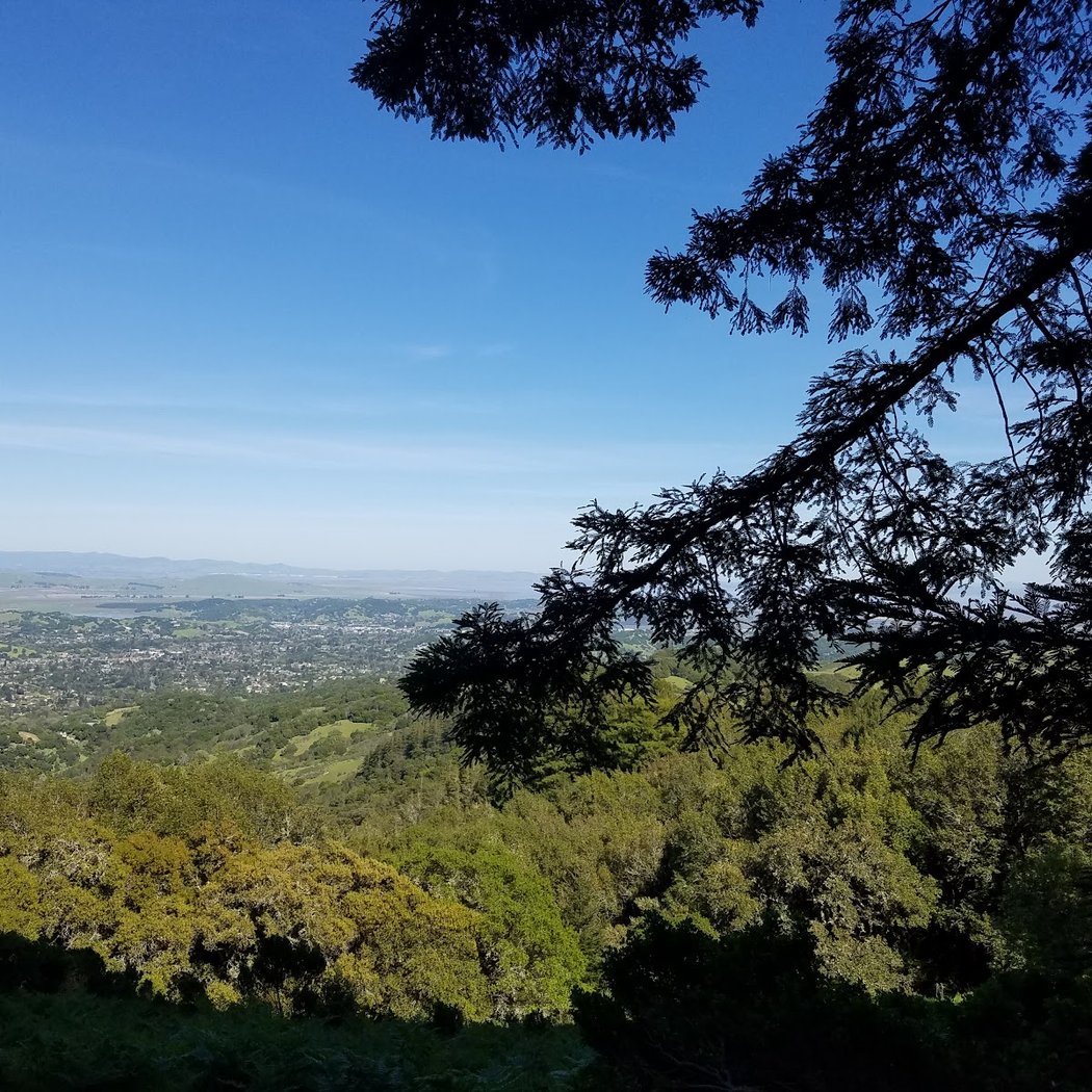Big Trees Trail 3