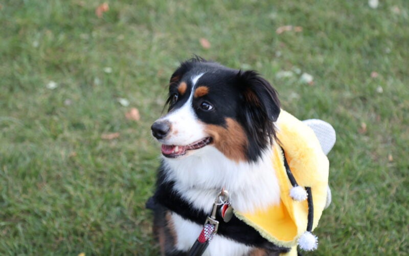 Howl-O-Ween 2