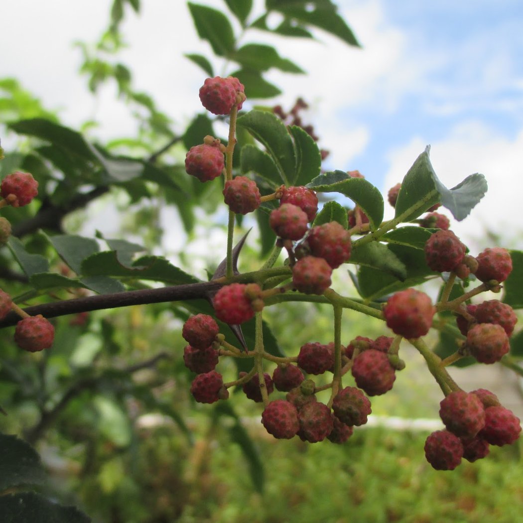 Visite du jardin des vers 3