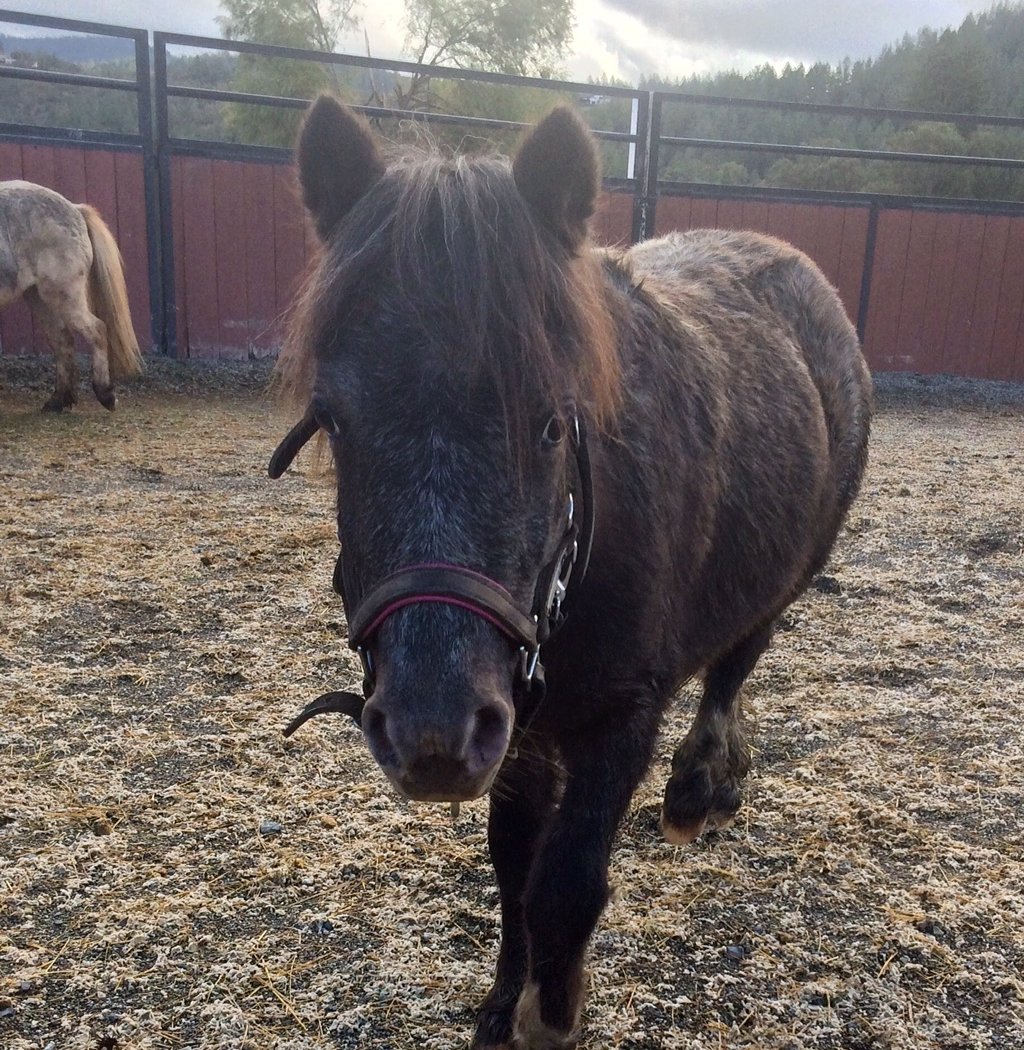 Sunrise Horse Rescue 2