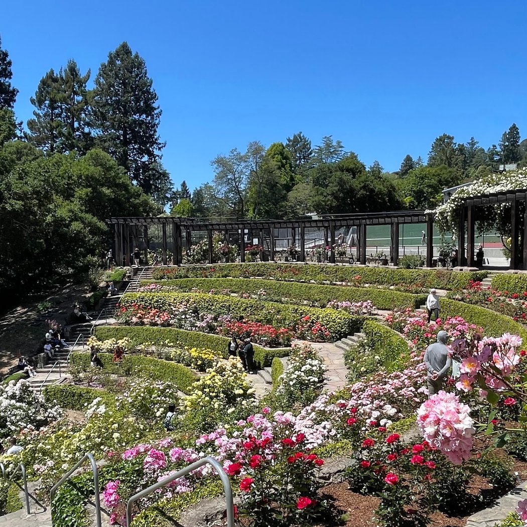 Berkeley Rose Garden 1