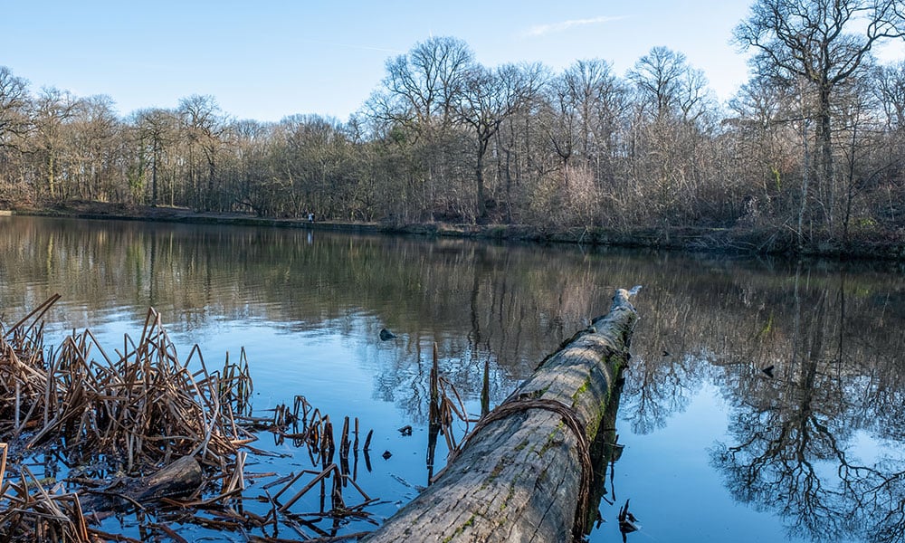 Forêt domaniale de Meudon 2