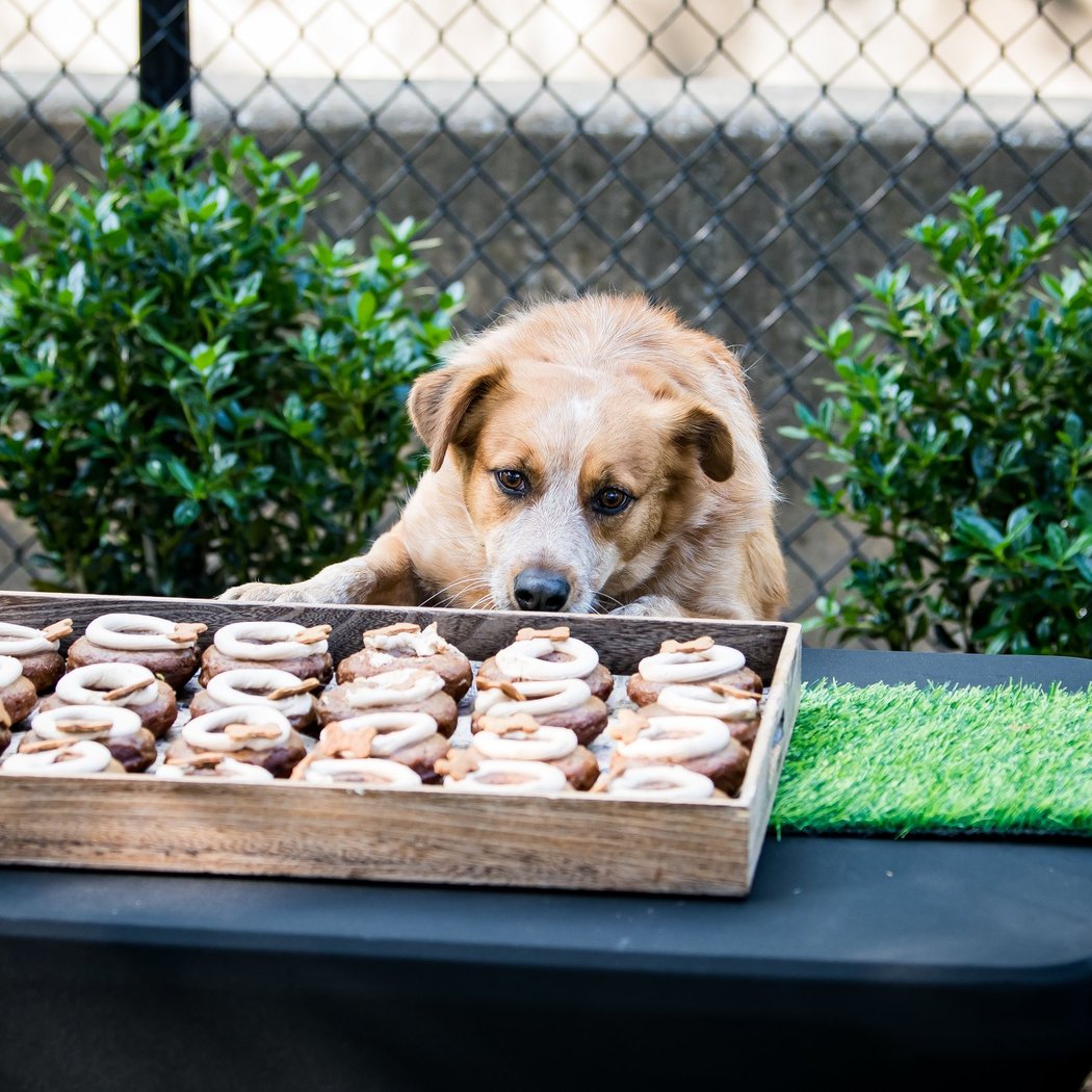 Bark in the Park 3