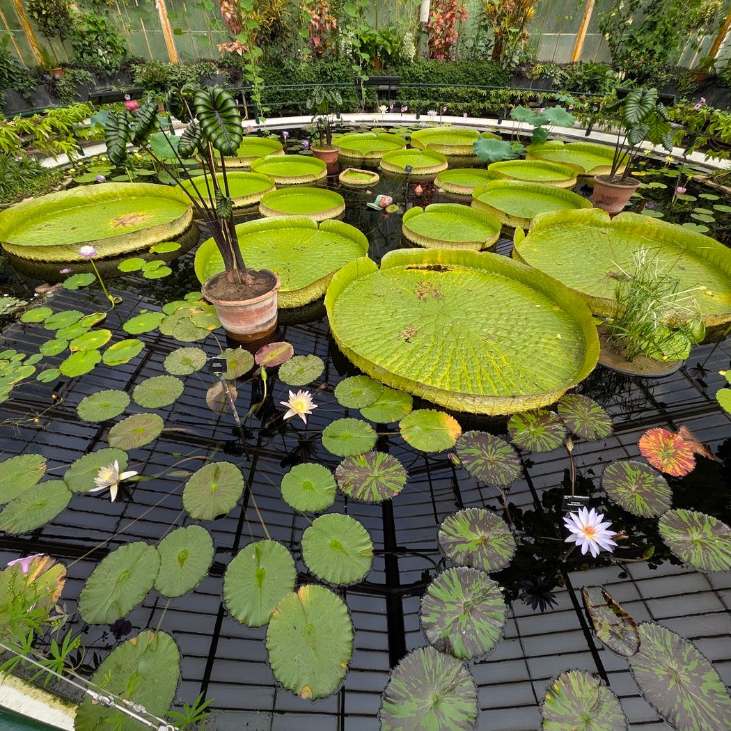 Waterlily House 1