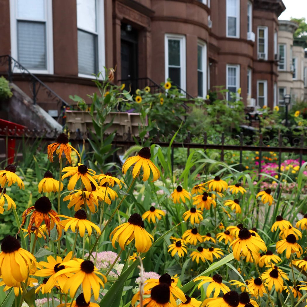 Greenest Block in Brooklyn Contest 1