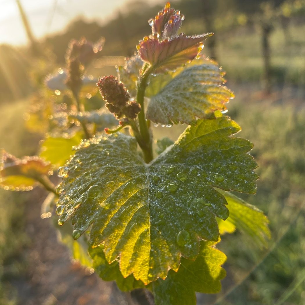 Wren Hop Vineyards 1